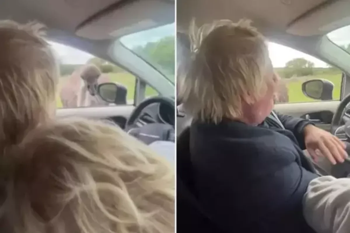 Sabiq baş naziri dəvəquşu dişlədi - ANBAAN VİDEO