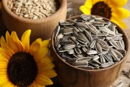 Günəbaxan tumlarının inanılmaz - FAYDASI