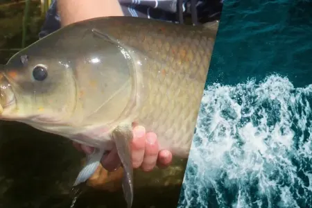 100 ildən çox yaşayan balıq