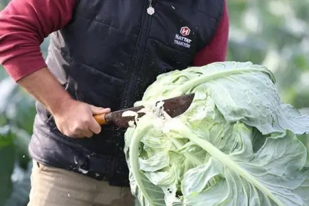 Ömrü uzadır, immuniteti gücləndirir - Mütəxəssislər boş yerə tövsiyə etmirlər