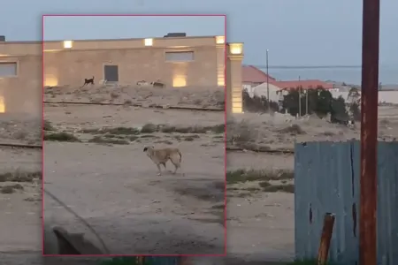 Bakının bu ərazisində itləri azdırırlar - Sakinlər qorxu içində