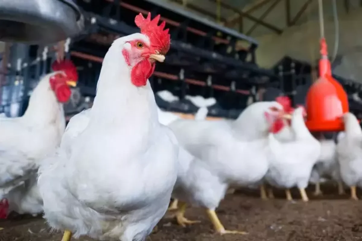 Toyuq firmasına məxsus məhsulda - ölümcül bakteriya