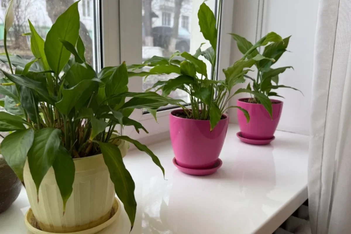 Evinizə zənginlik və xoşbəxtlik gələcək: - sadəcə bu çiçəyi pəncərəyə qoyun