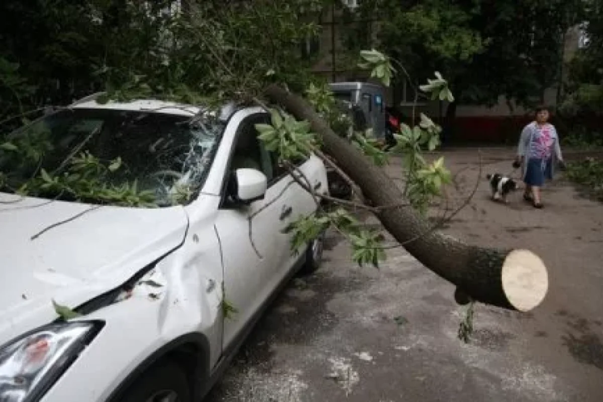 Ağac avtomobilin üzərinə - AŞDI