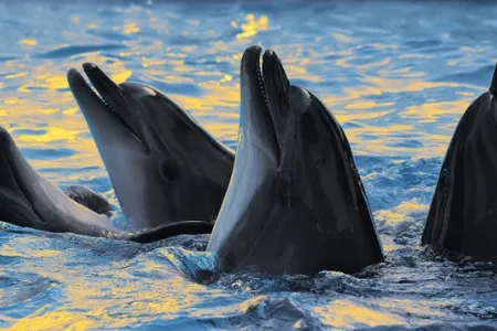 İlk dəfə olaraq delfinlərin “danışıq kodu” - AÇILDI