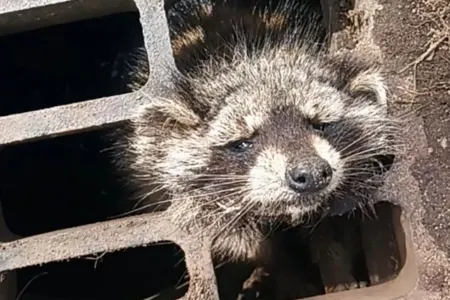 Kanalizasiya qravatında qalmış rakun