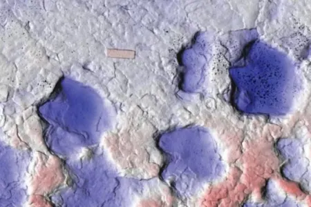 Yeni zirehli dinozavr növü tapılıb