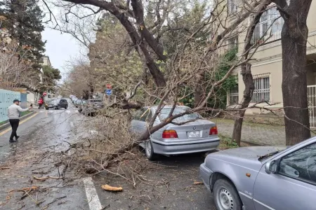 Maşının üstünə ağac aşdı, - ziyanı kim ödəməlidir?