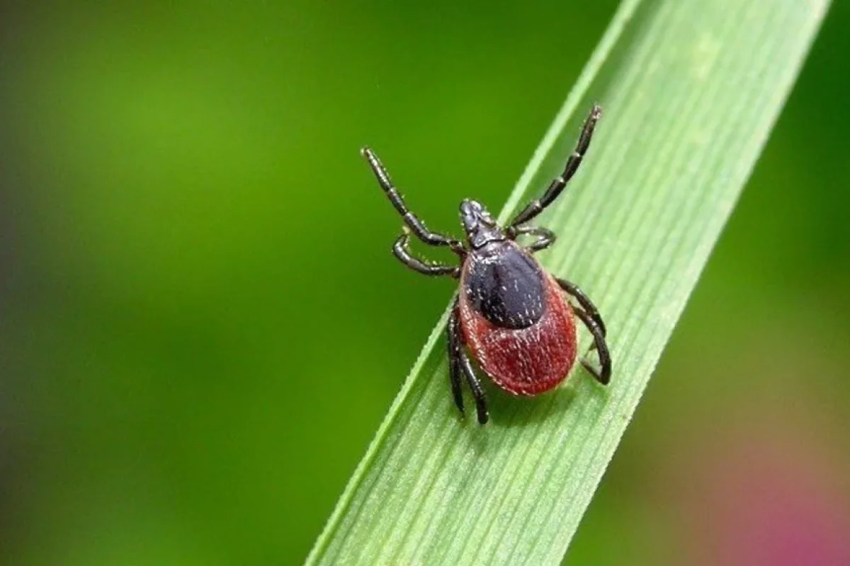 Gənələrdən necə qorunmaq olar?