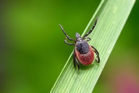 Gənələrdən necə qorunmaq olar?