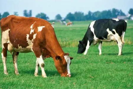 Qatarı dayandıran inəyə görə səkkiz min - CƏRİMƏ