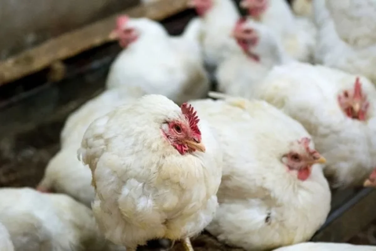 Broyler şirkəti borca düşdü, direktoru dəyişəcək