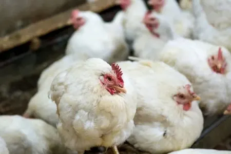 Broyler şirkəti borca düşdü, direktoru dəyişəcək