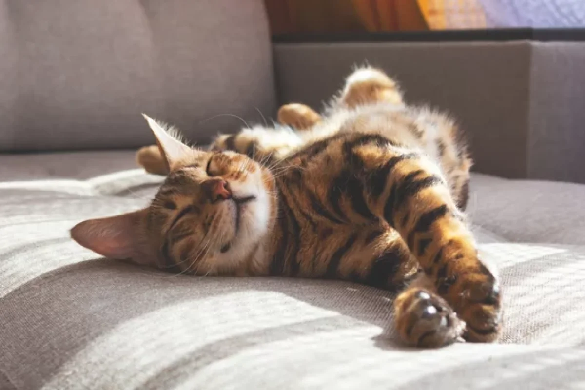 Evdə heyvan saxlamaq