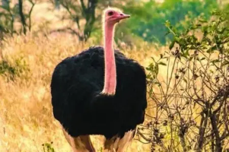 Tənha dəvəquşu: Stresə düşüb, erkək tay axtarılır