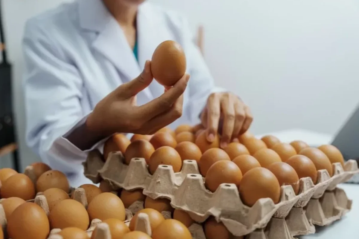 Yumurtanı uzun müddət təzə saxlamağın SİRLƏRİ