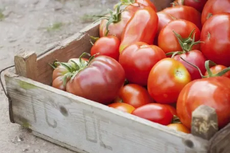 56 ton pomidorda virus aşkarlanıb