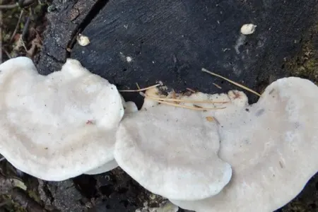 Alimlər ən acı maddəni kəşf etdilər