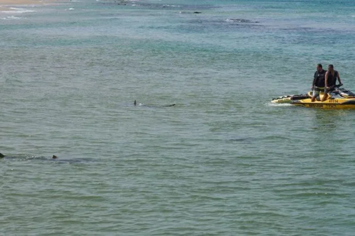 Köpək balığı dəhşəti – - üzgüçü itkin düşdü