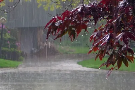 Leysan olacaq - XƏBƏRDARLIQ