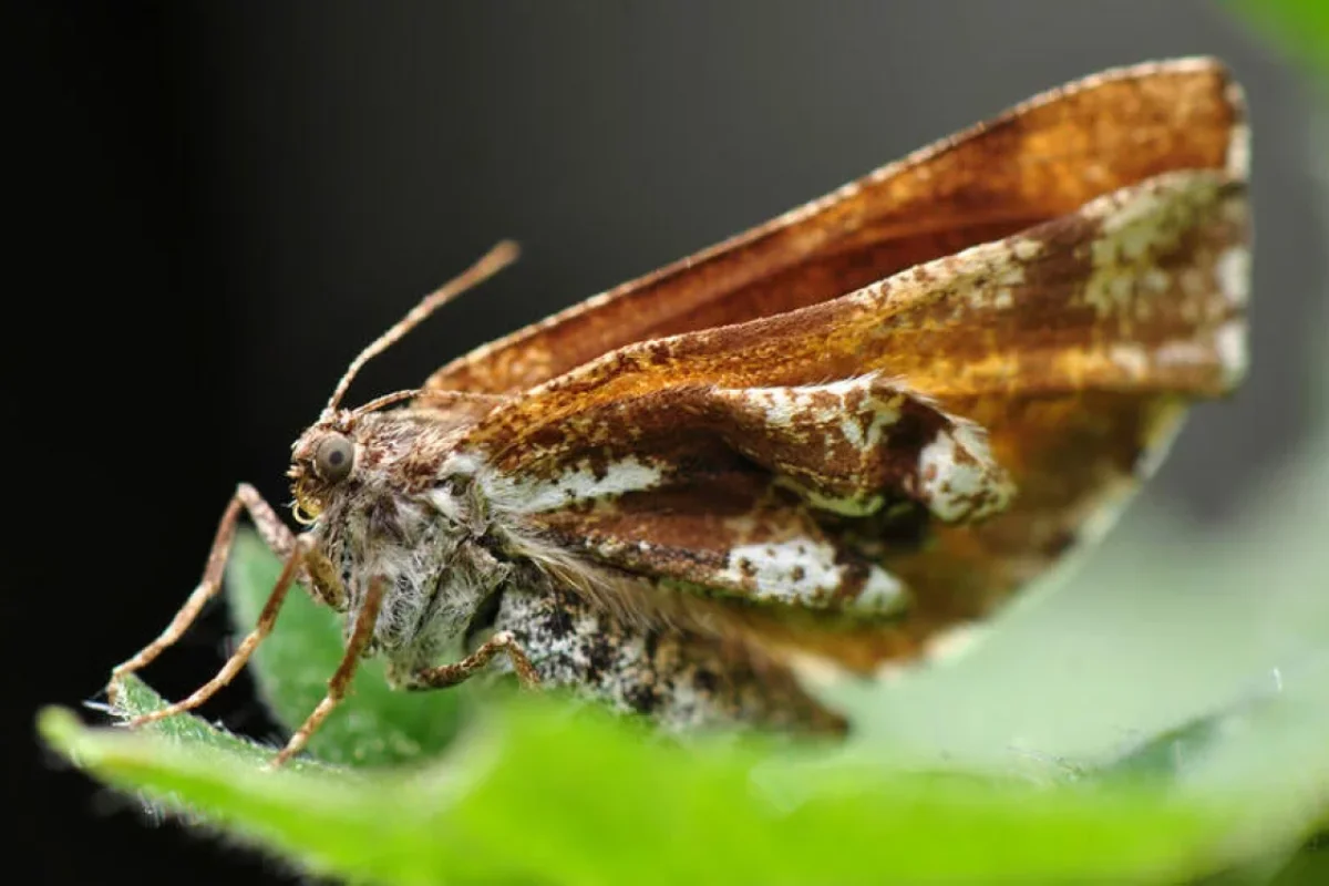 Həşəratlar niyə yoxa çıxır?