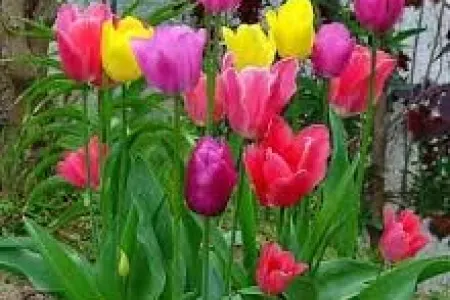 Güllər ən yaxşı harada böyüyür?