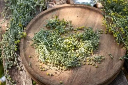 Stress və miqrenə SON: - Bu bitki ilə rahatlıq tapacaqsınız