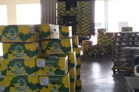 Azərbaycana gətirilən 24 ton banan məhv edildi