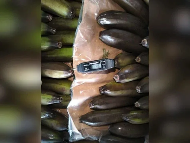 Azərbaycana gətirilən 24 ton banan məhv edildi