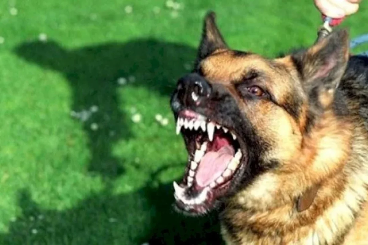 Qubada 3 nəfəri it qapdı - Biri məktəblidir