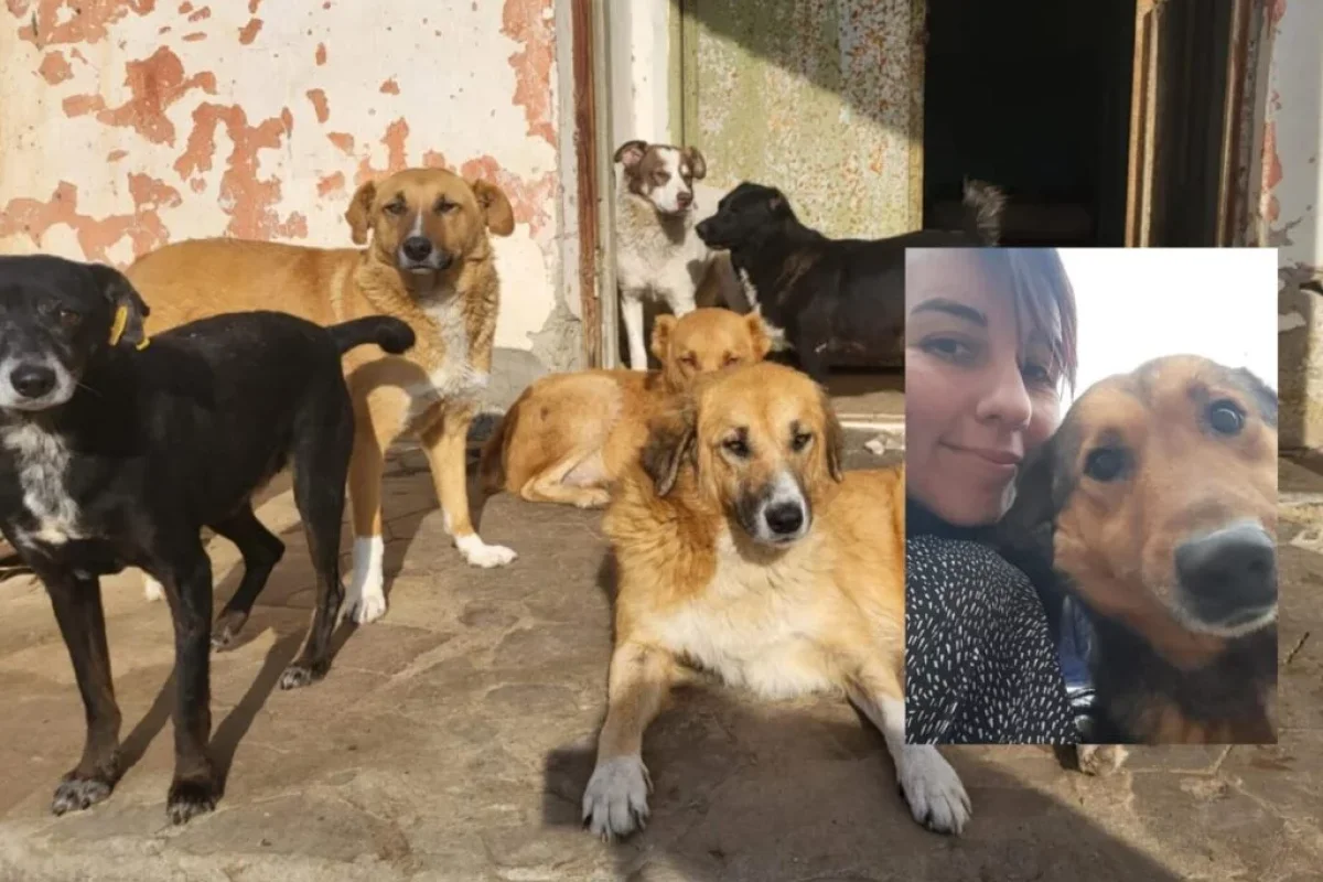 Bakıdakı bu xəstəxanada insanları itlər müalicə edir