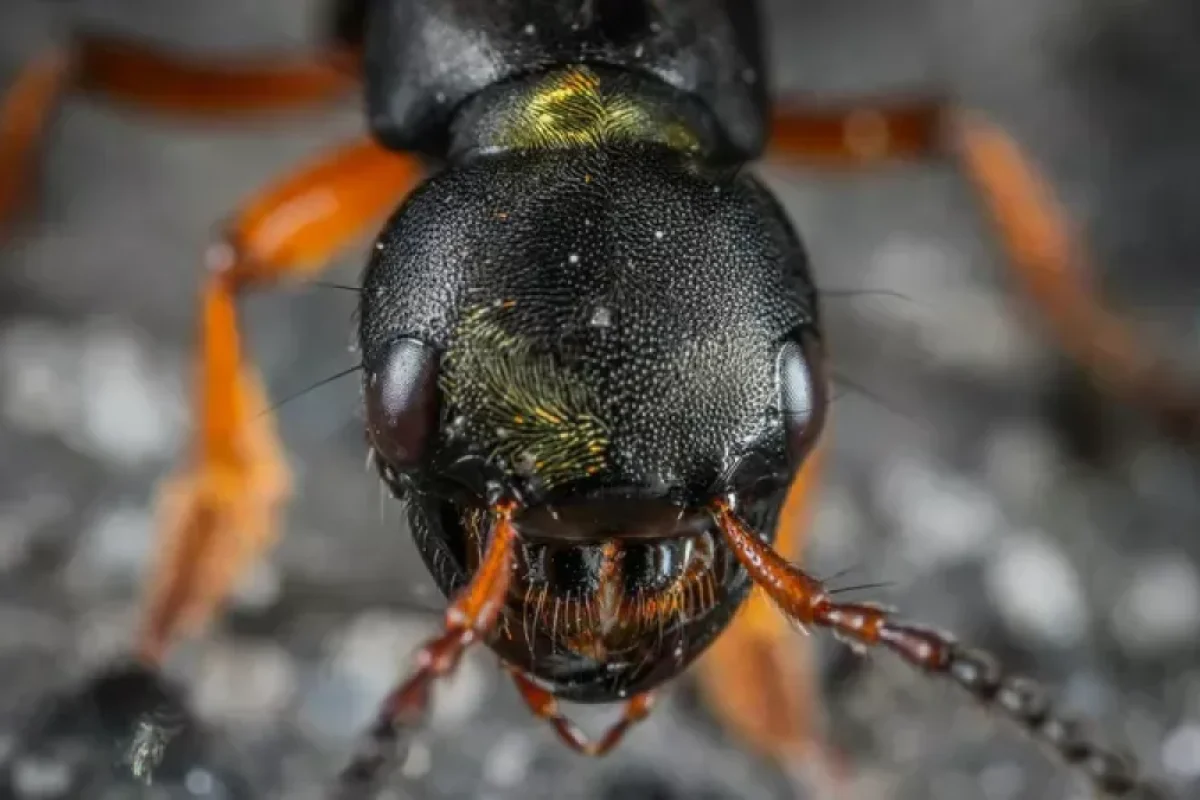 Qədim "Cəhənnəm qarışqası" aşkar edildi - FOTO