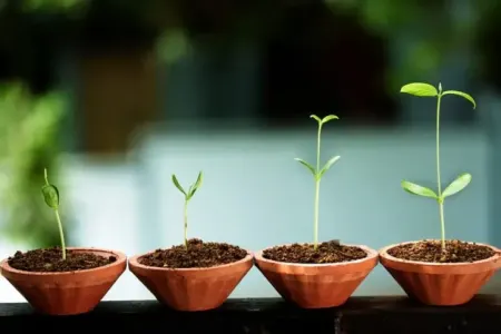 Havanı təmizləyən ən yaxşı ev bitkisi