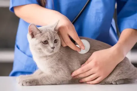 Pişiklərdə hamiləlik müddəti nə qədərdir?