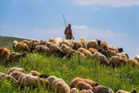 Ağdaşda çobanın cəsədi tapıldı