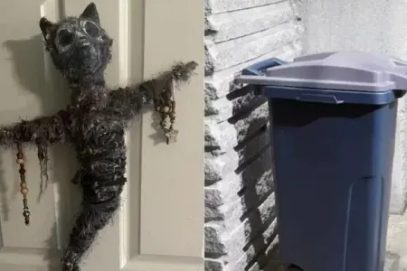 Sirli “mumiya pişiyi”hərracda satılacaq