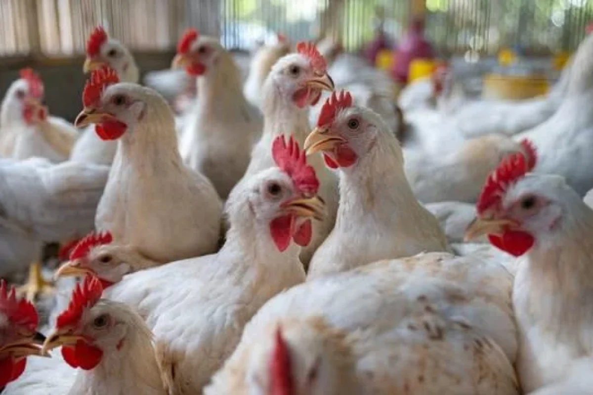 Toyuq yeyən kişi qadınlaşırmı?