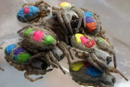 Afrika "hippi hörümçəkləri" davranışları ilə alimləri təəccübləndirir