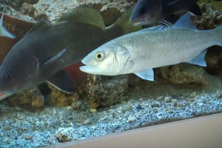 Ayda balıqçılıq ferması YARADICILIQ