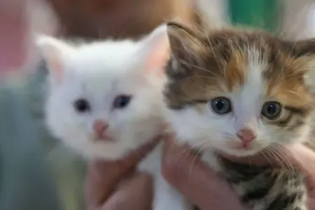 Ev şəraitində pişiklərə necə qulluq edilməli?