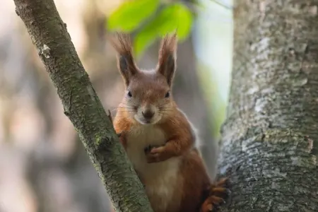 Almaniyada taqətsiz sincablar kütləvi şəkildə ağaclardan düşür: Səbəb nədir?