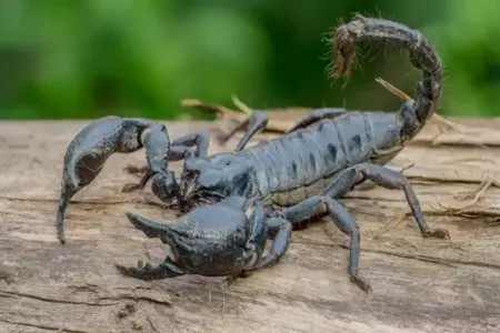 Yuxuda əqrəb görmək nə deməkdir?