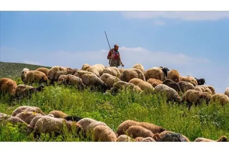 60 minə çoban tapa bilmirlər