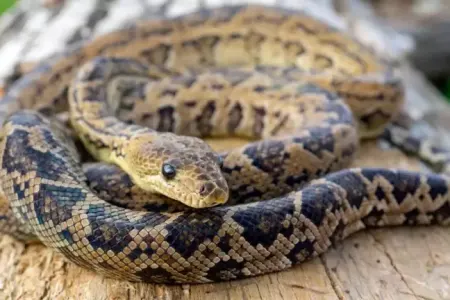 Məktəb qidasında ilan qalıqları şagirdləri zəhərlədi