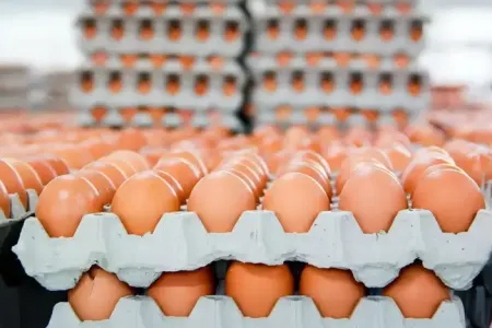 Qəhvəyi yumurtanın satışı məhdudlaşdırılır