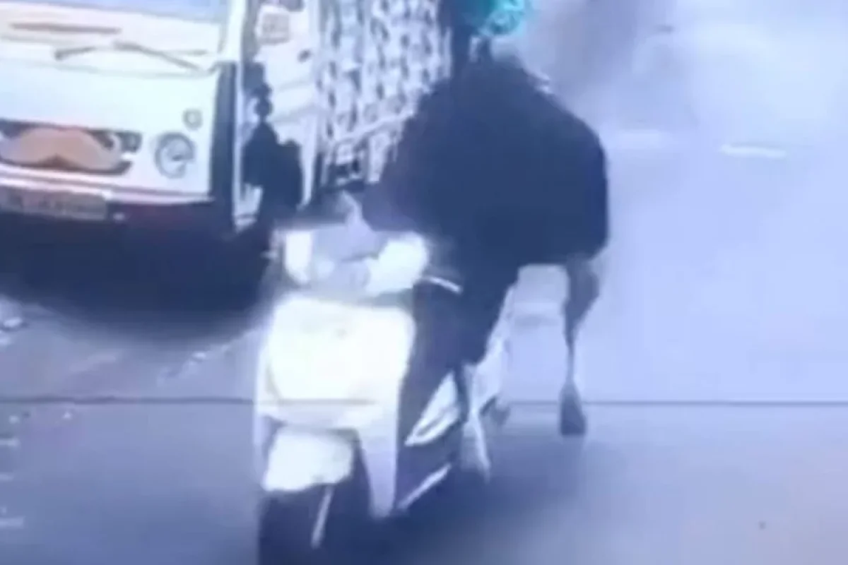 Maraqlı hadisə: Öküz skuter “sürdü” - – VİDEO