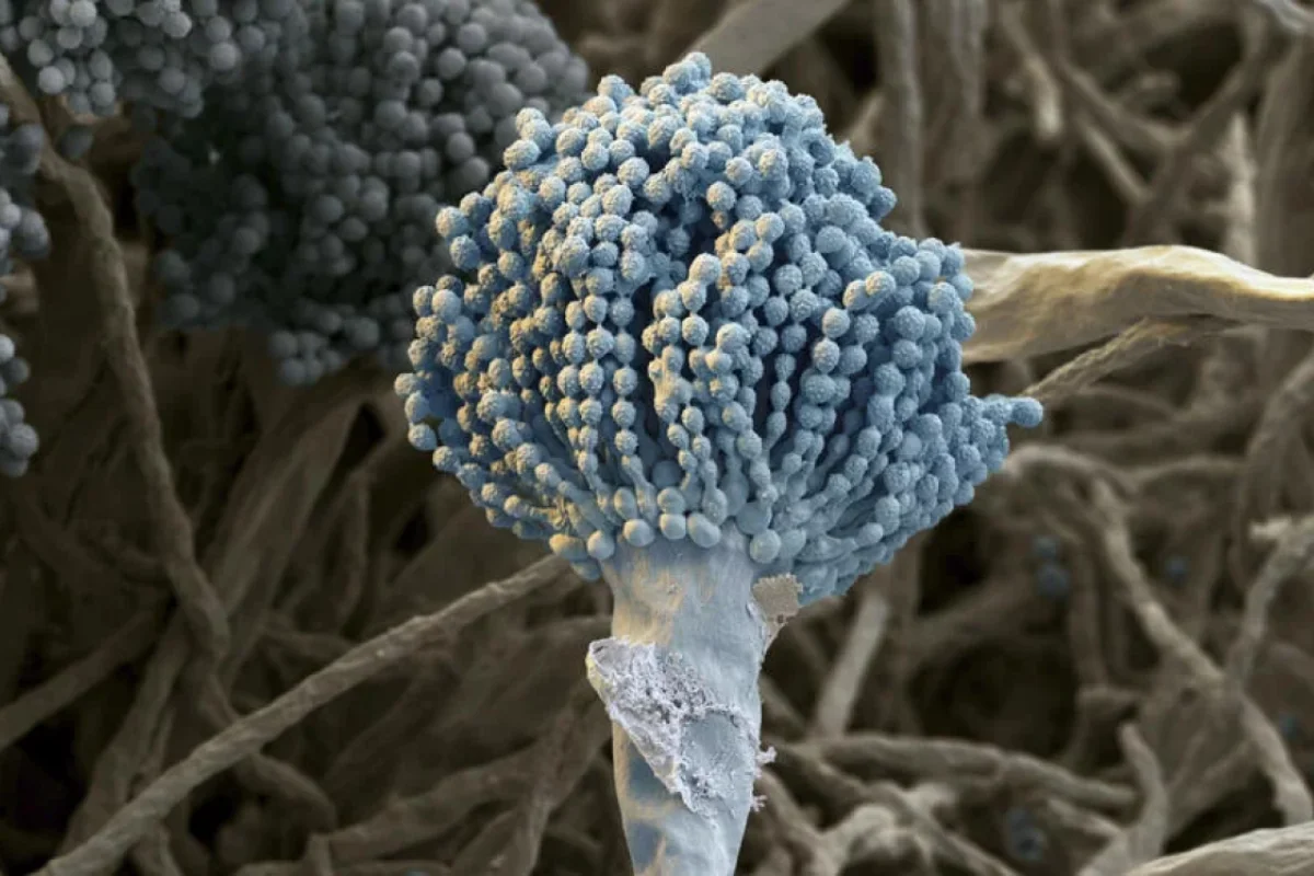 İqlim dəyişikliyinin “qatil”ə çevirdiyi bitki: - Üç qitəni cənginə alır