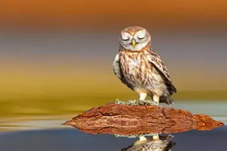 Bala bayquşlar niyə körpələr kimi yatır?