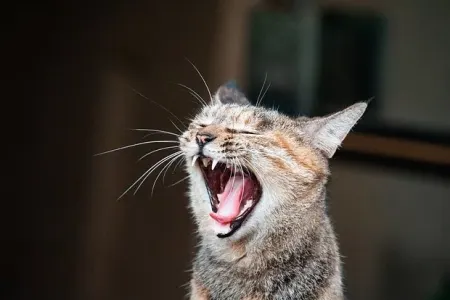 Heyvan dili insan dilinə tərcümə ediləcək