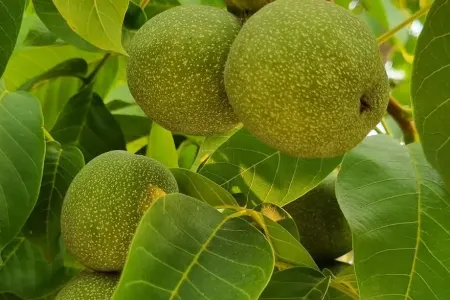 Yaş qozun faydaları nələrdir?